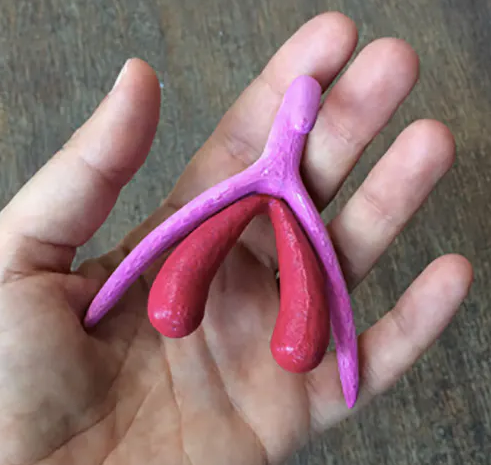 the clitoris, three D