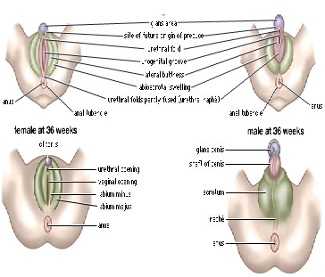 Homologous genitals