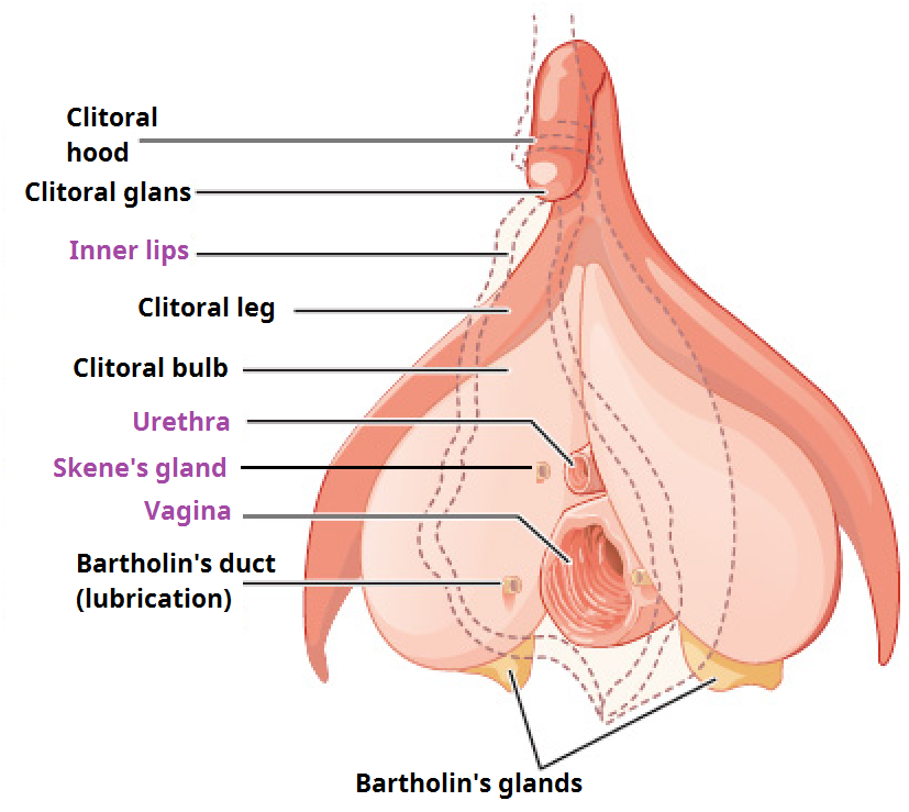 female genitals